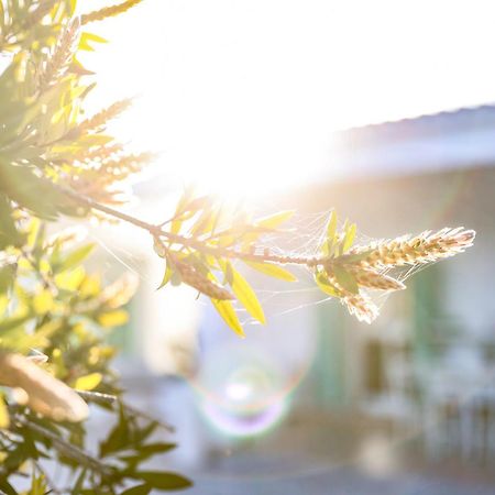 Villa Mina Ostuni Eksteriør billede