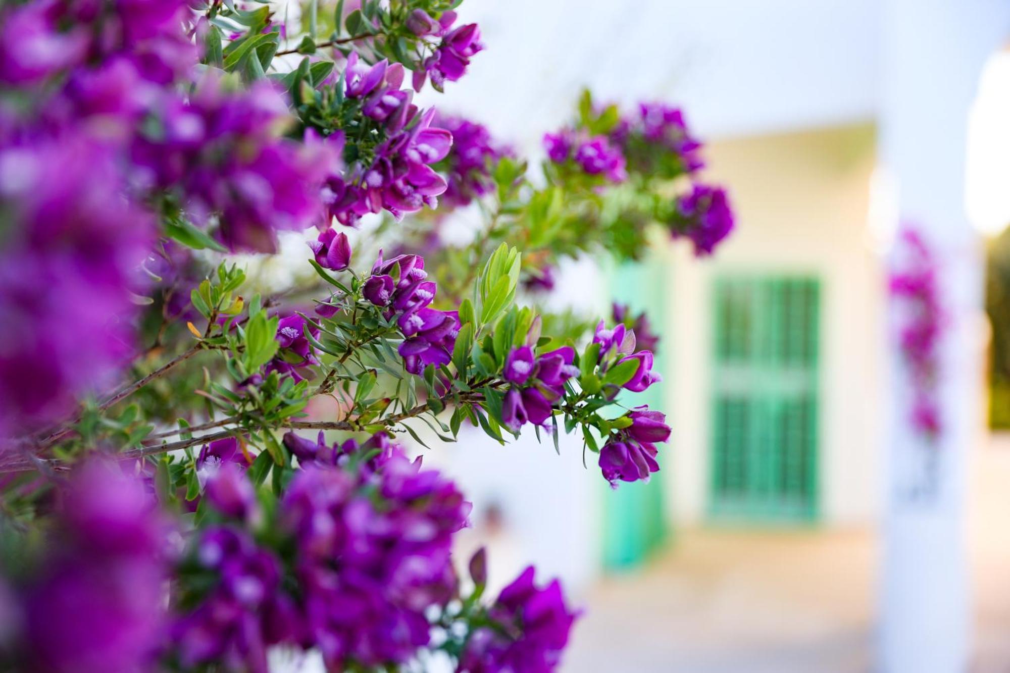Villa Mina Ostuni Eksteriør billede